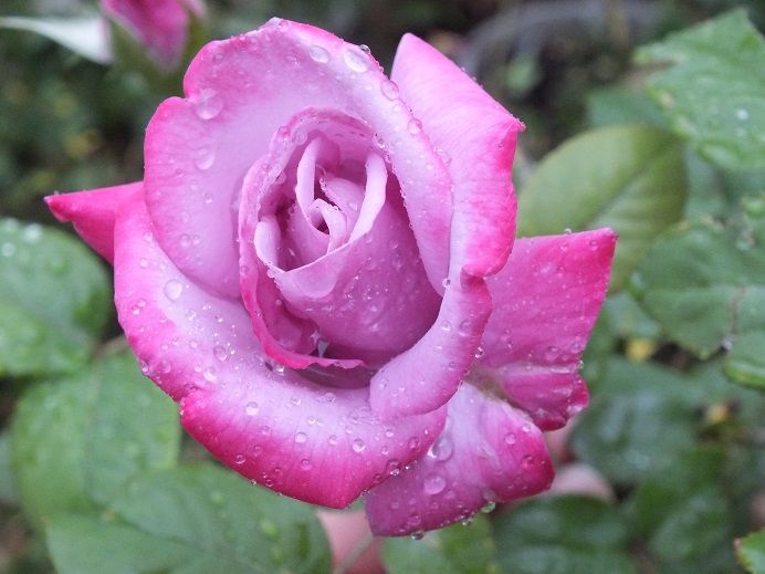  photo paradise2_zps7efc933f.jpg